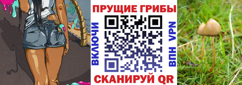 цена   Нефтегорск  Галлюциногенные грибы прущие грибы 